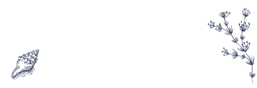 Vel 16 adresetiketten - schelpen